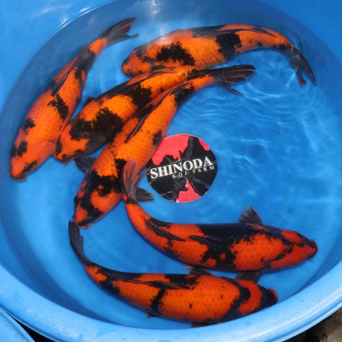 Koi