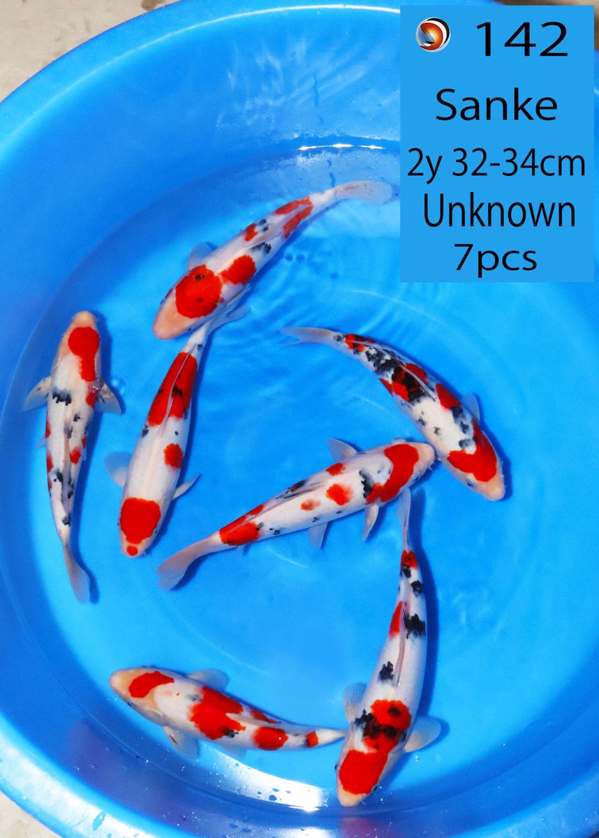 Koi
