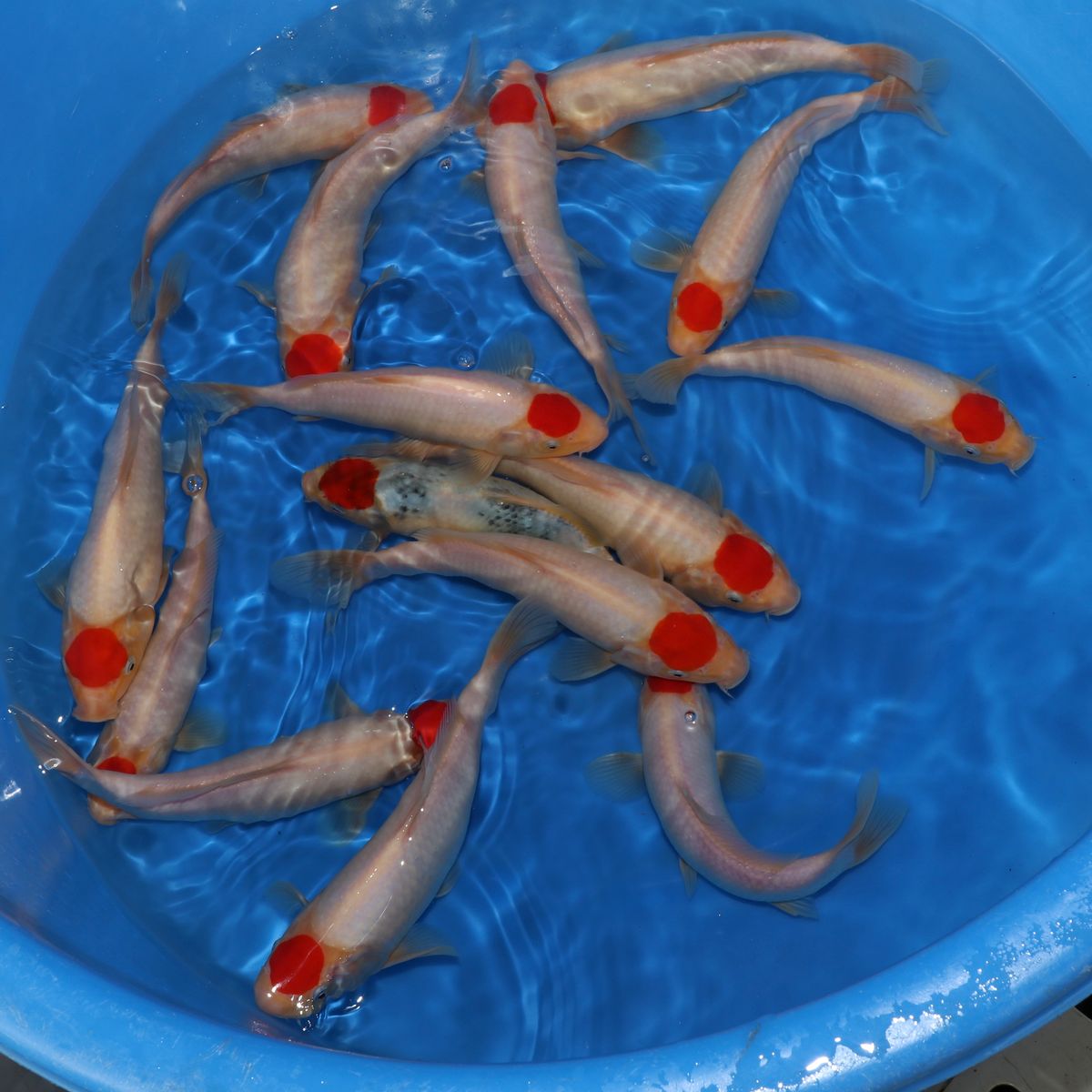 Koi