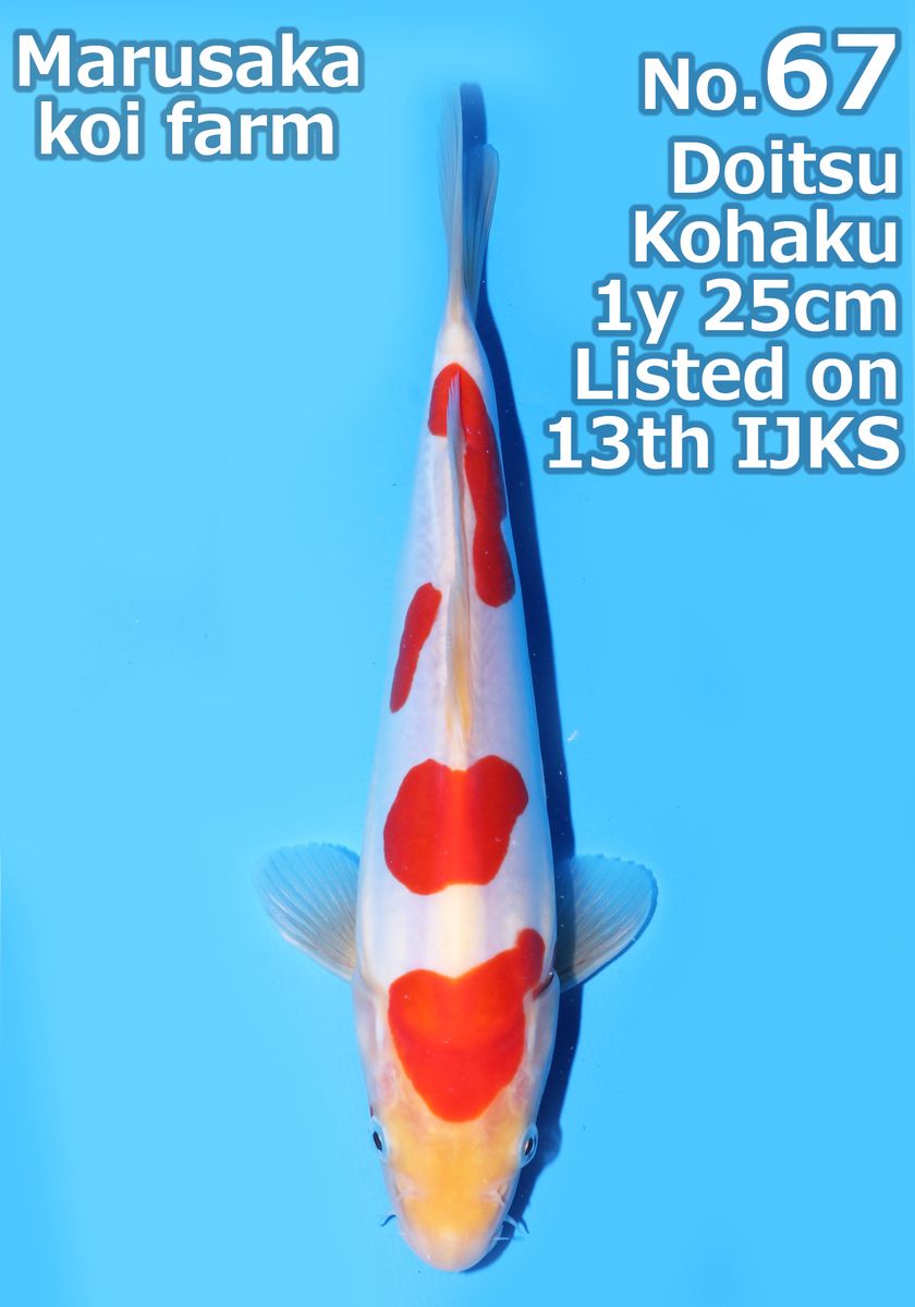 Koi