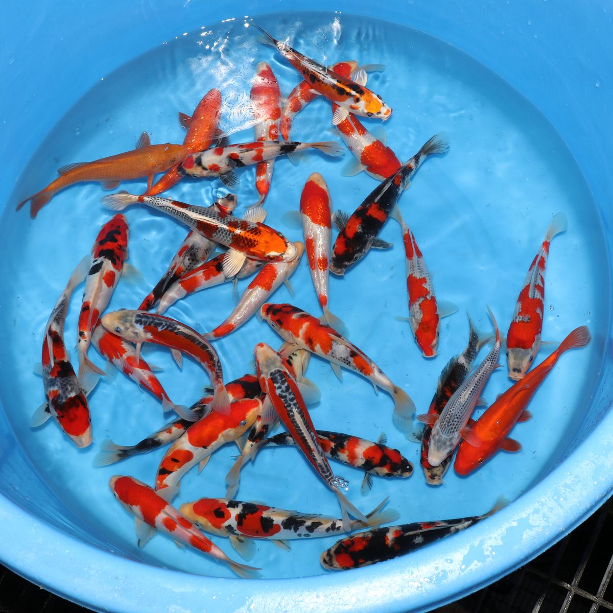 Koi