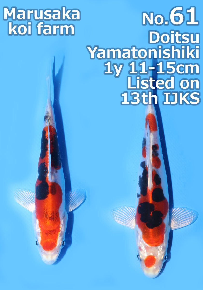 Koi