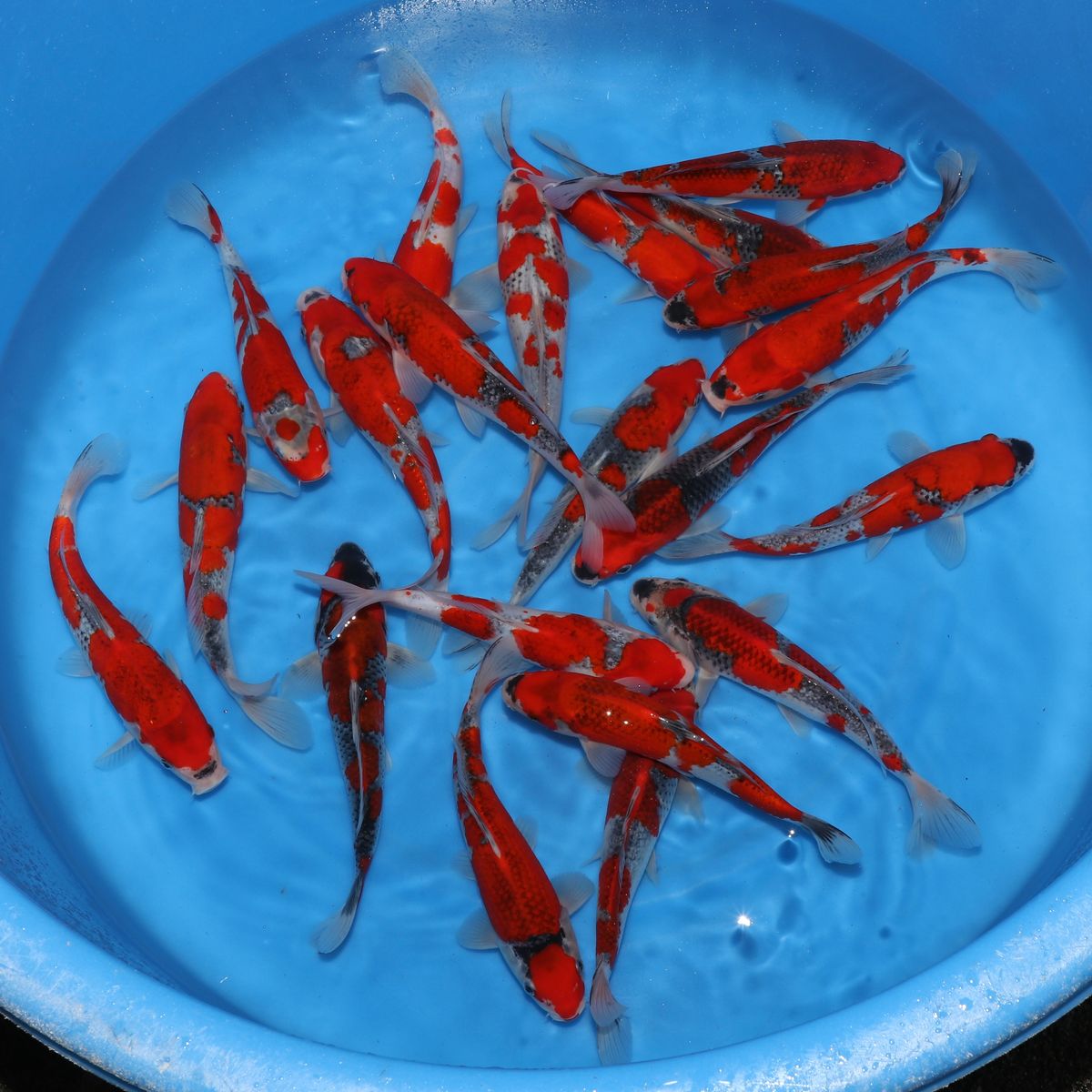 Koi