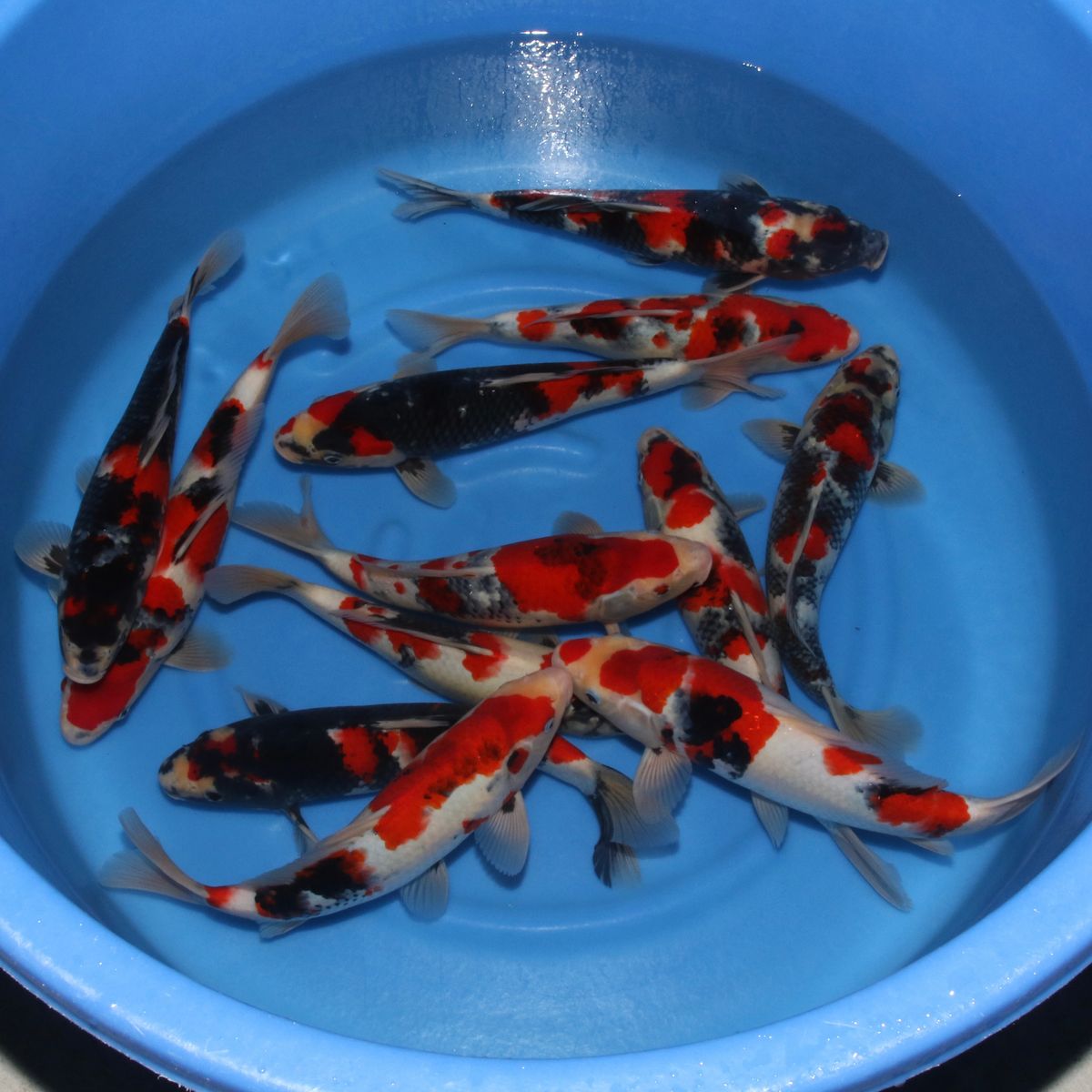 Koi