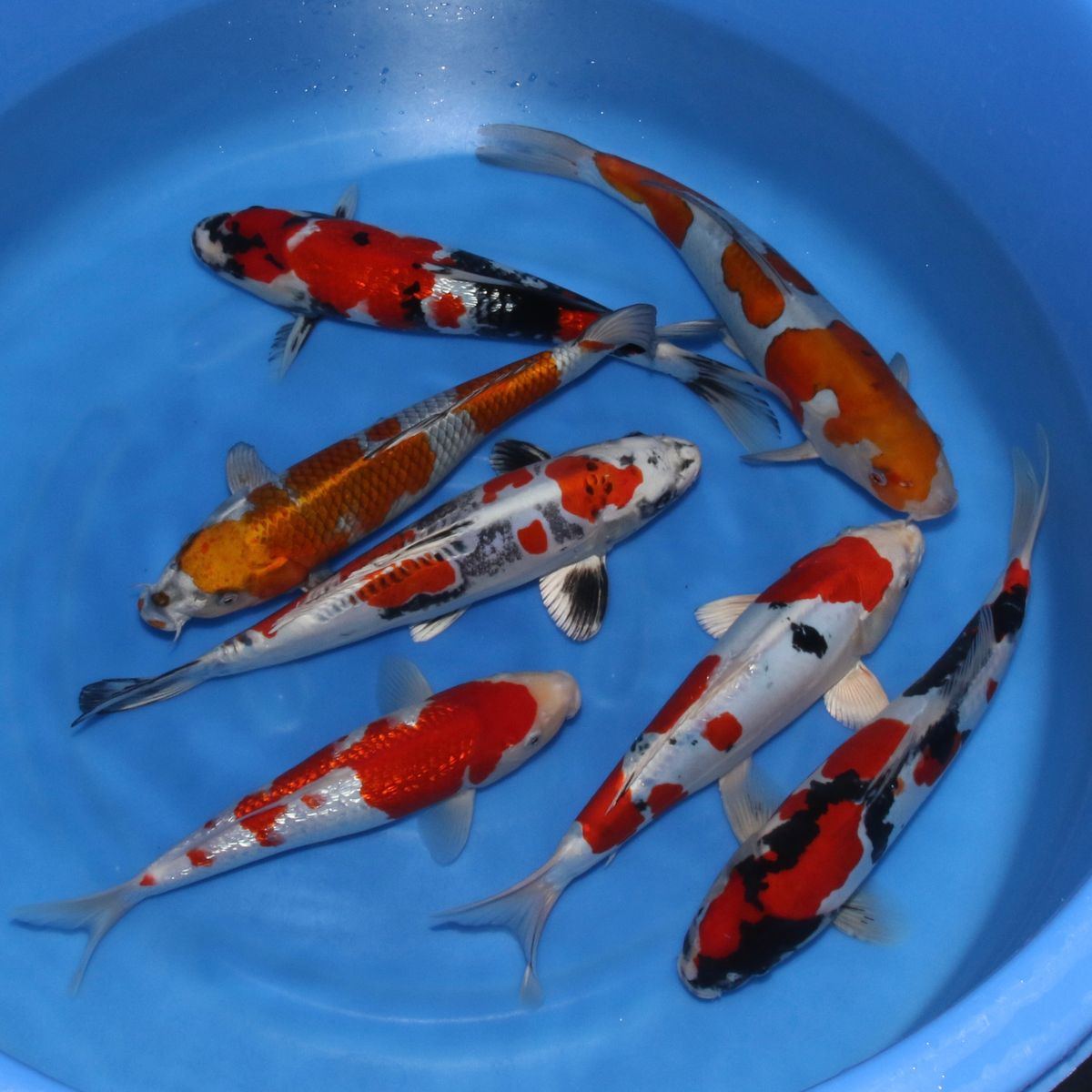 Koi