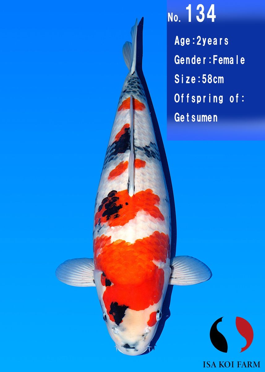 Koi