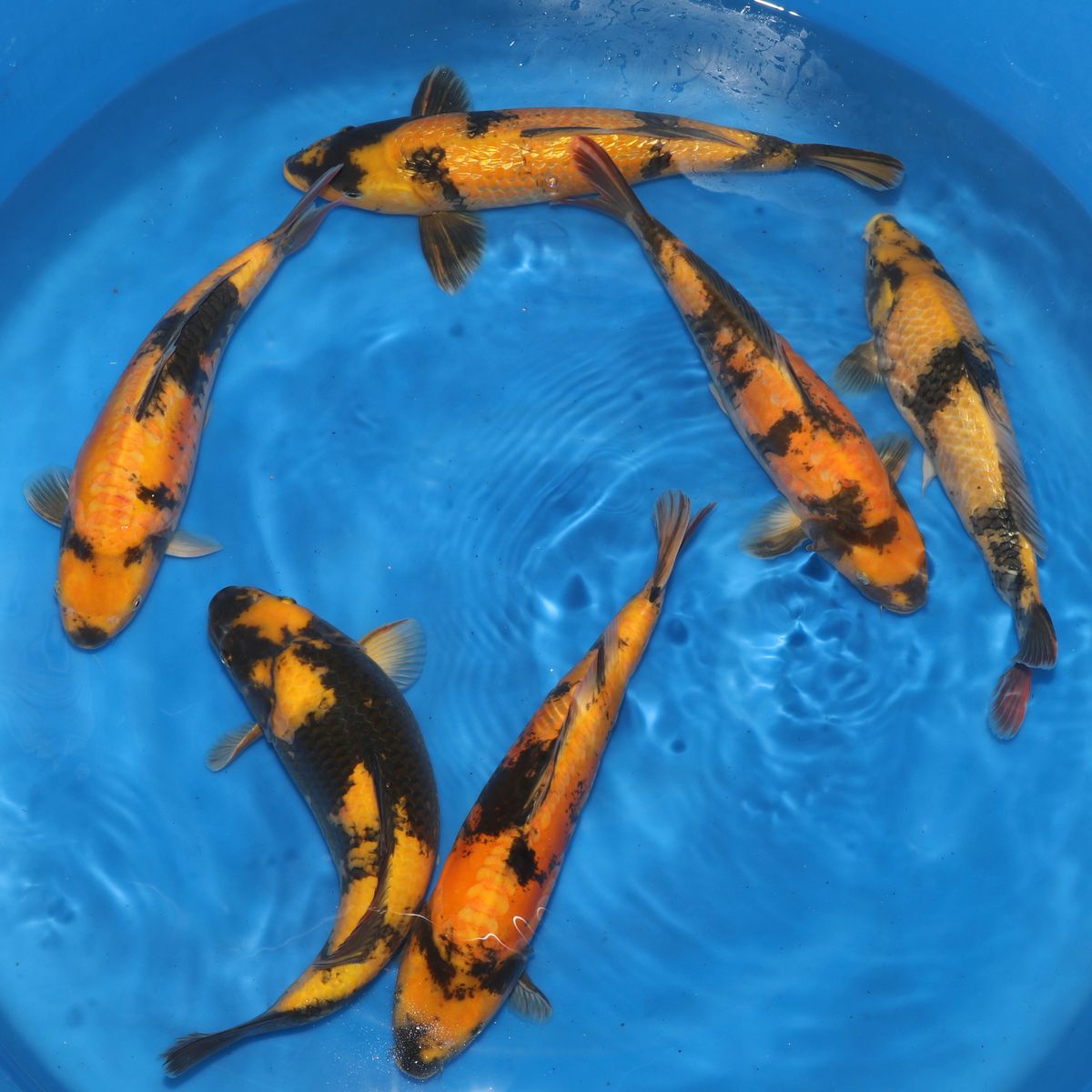 Koi