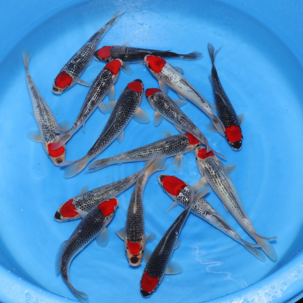 Koi