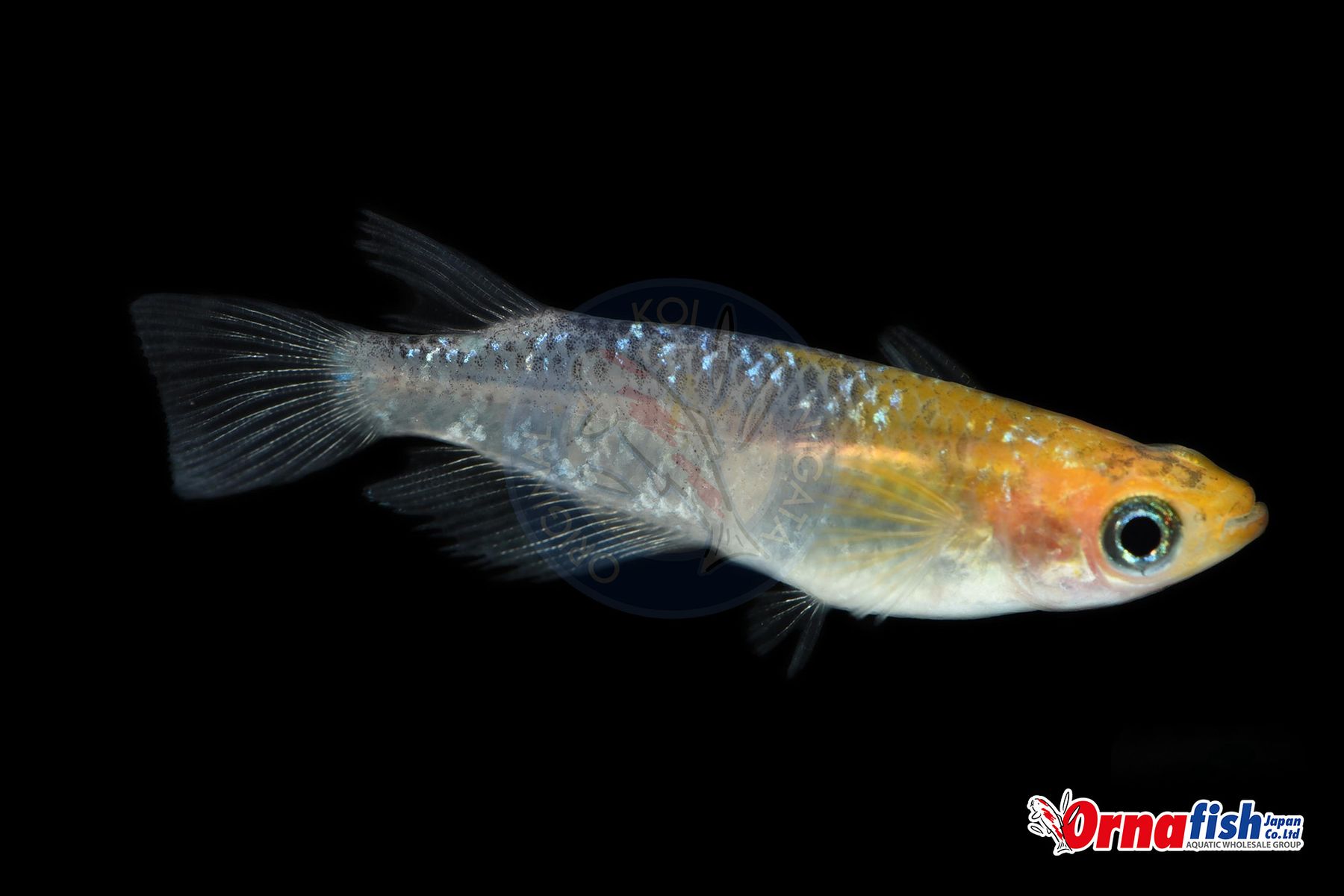 Koi
