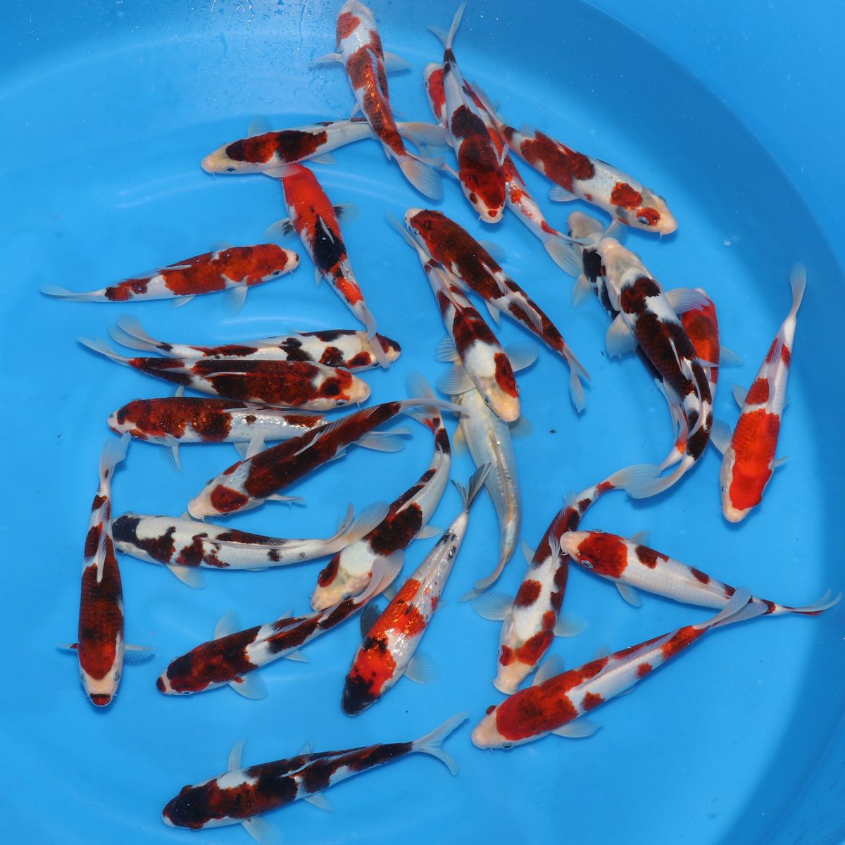 Koi