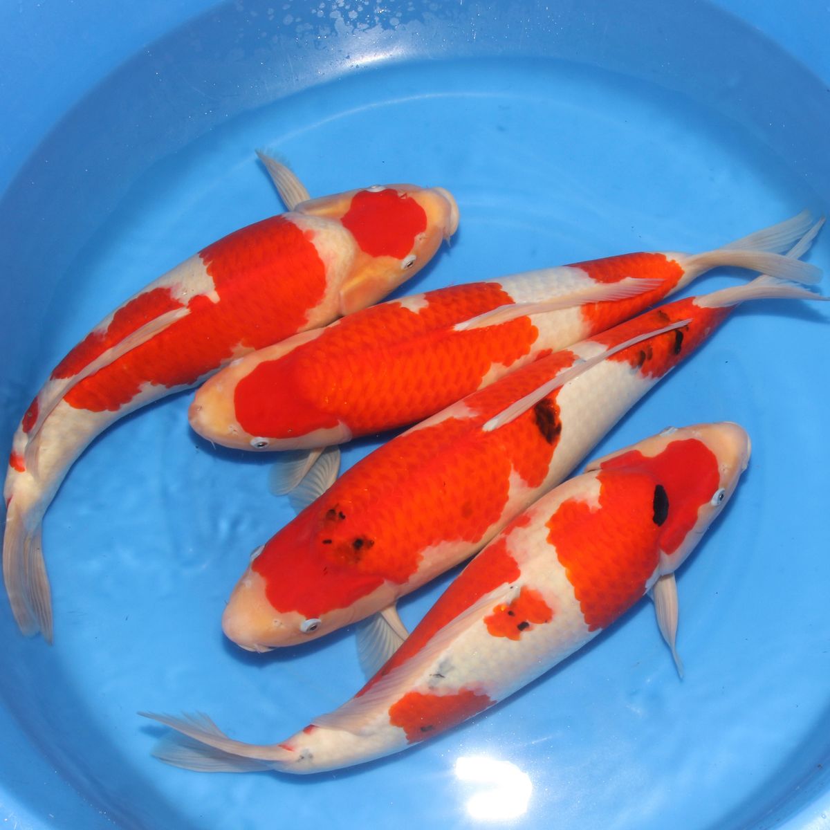 Koi