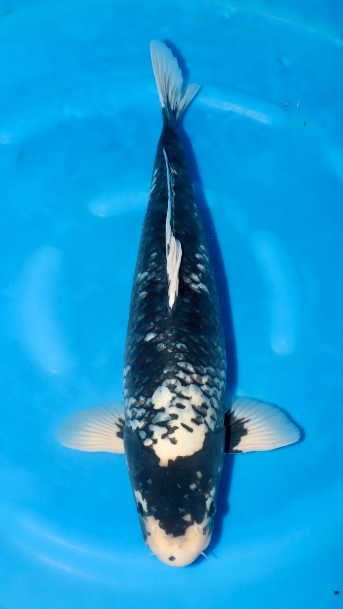 Koi
