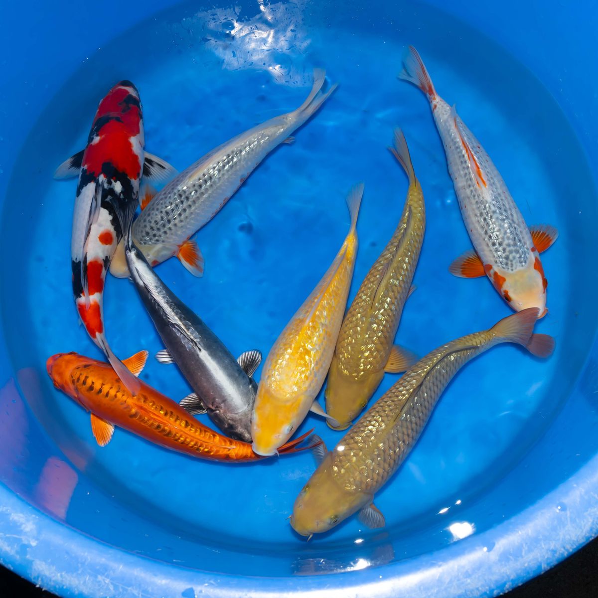 Koi