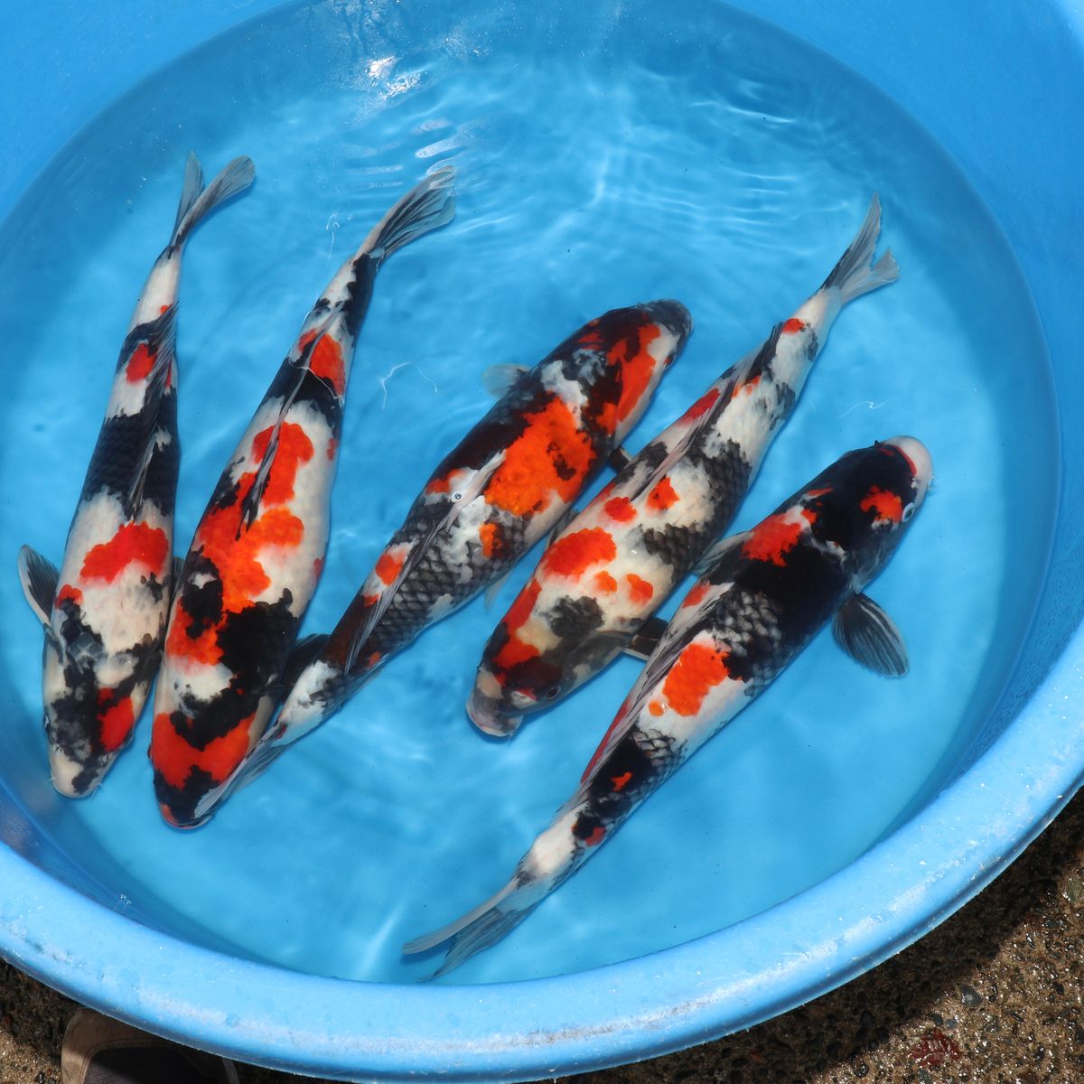 Koi