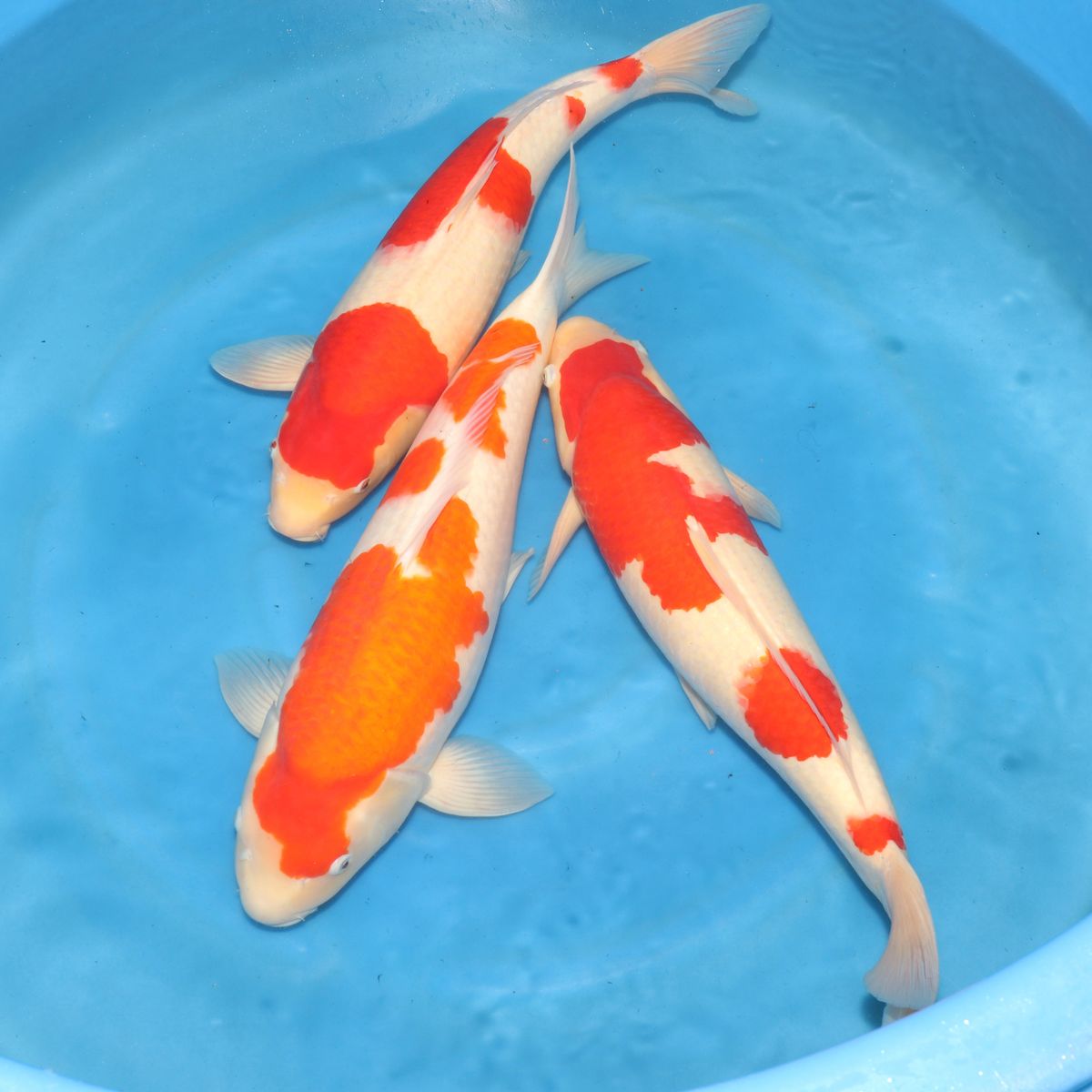 Koi