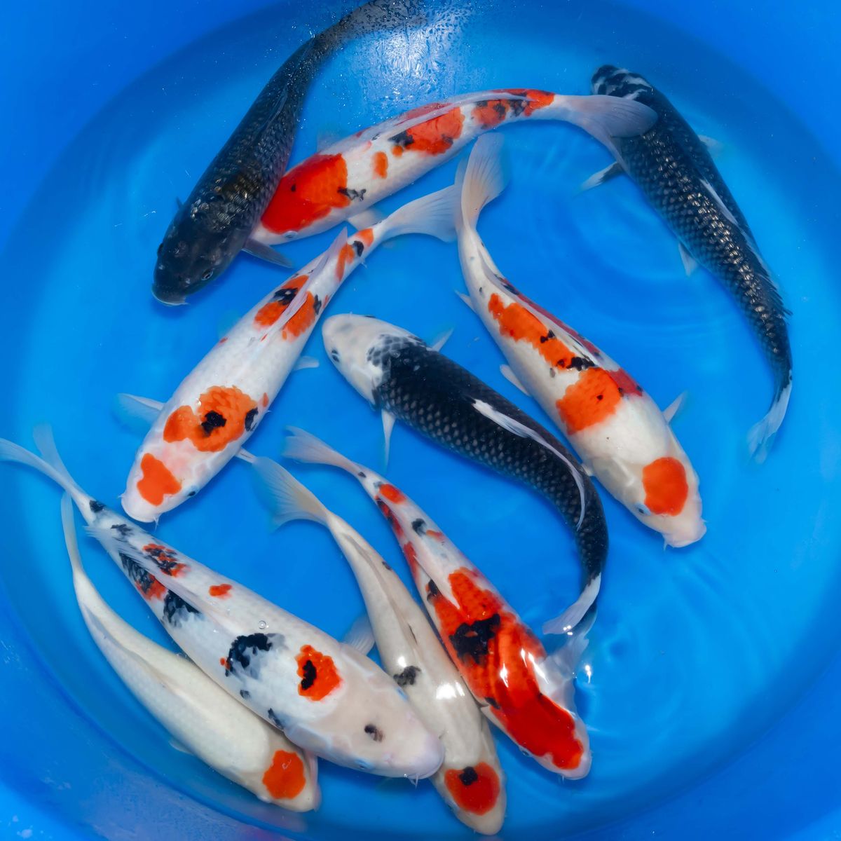 Koi
