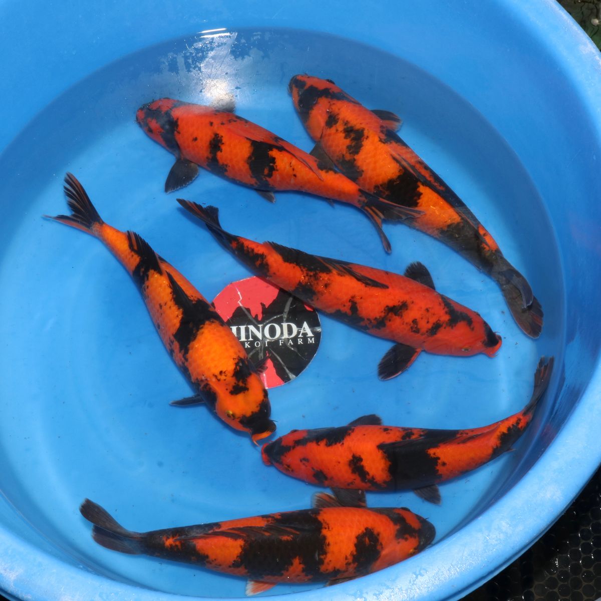 Koi