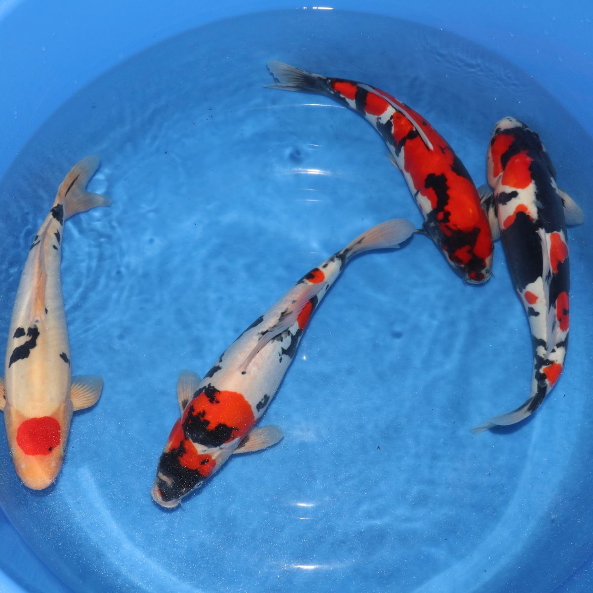 Koi