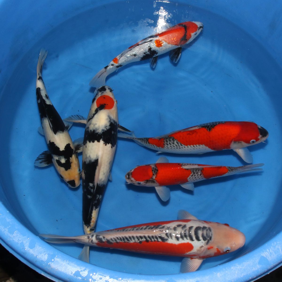 Koi