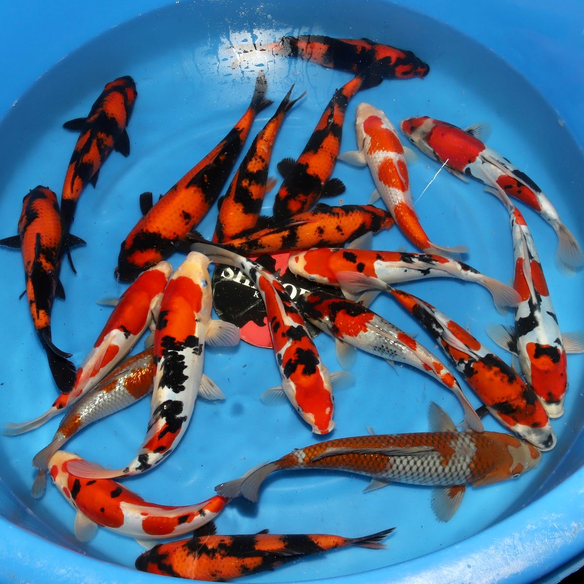 Koi