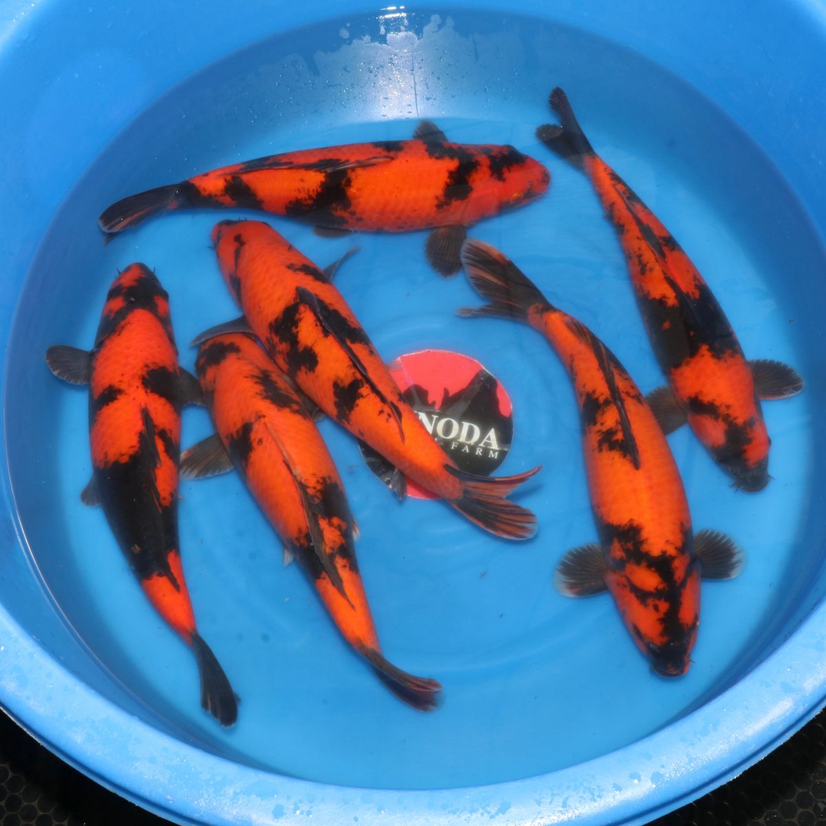 Koi