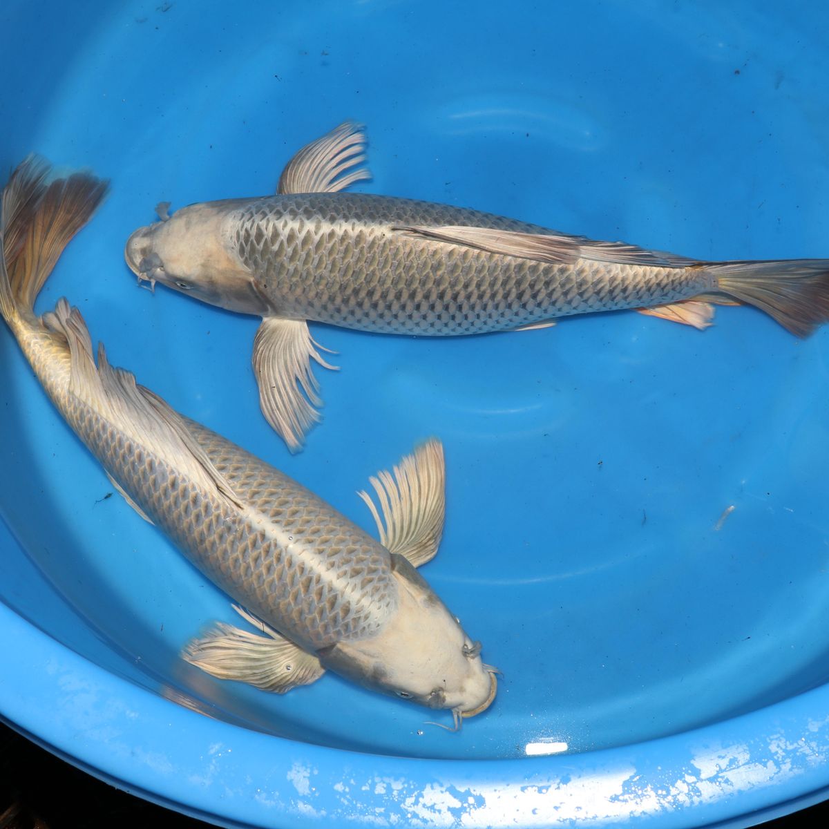 Koi