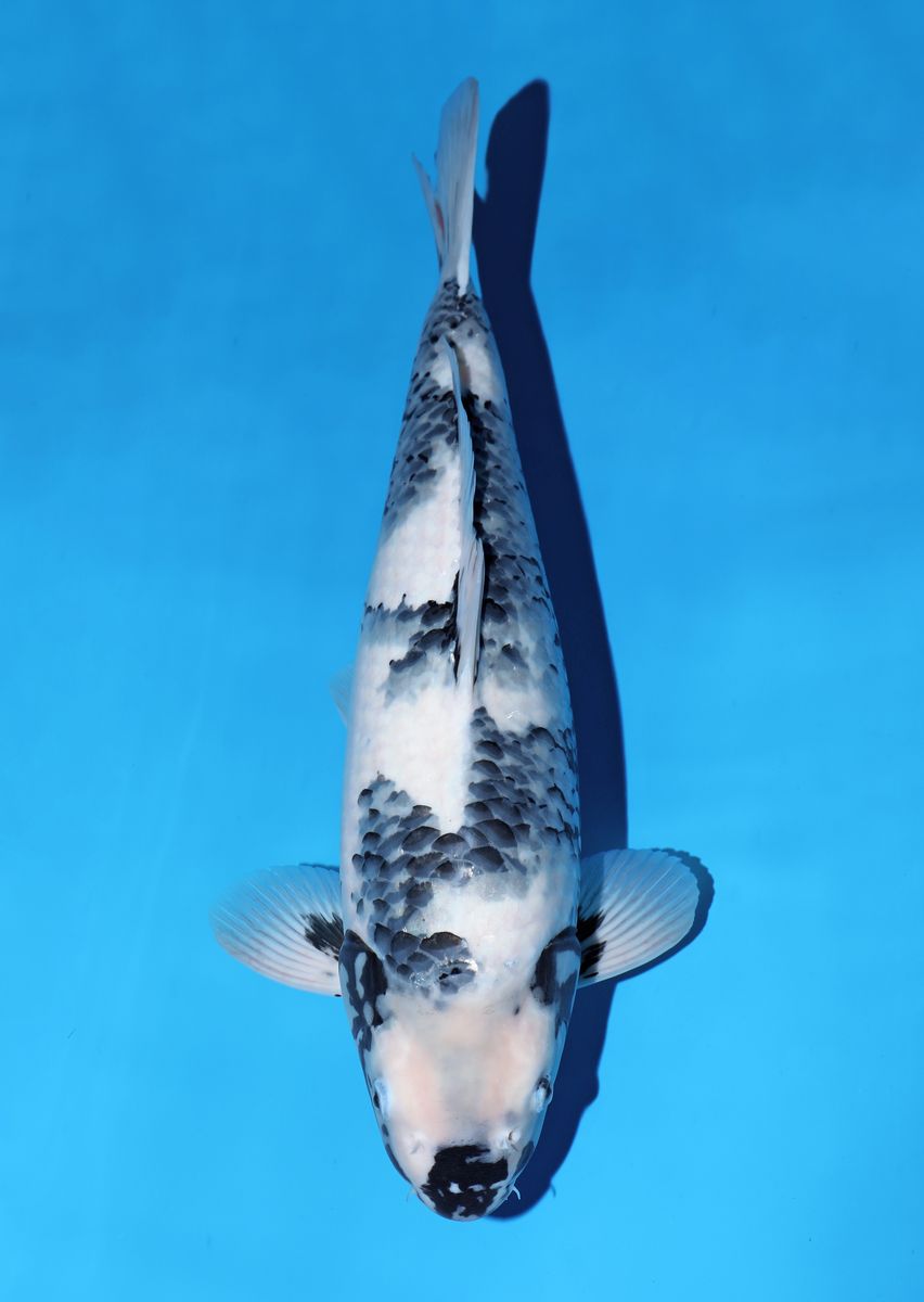 Premium Japanese Koi | Ornafish