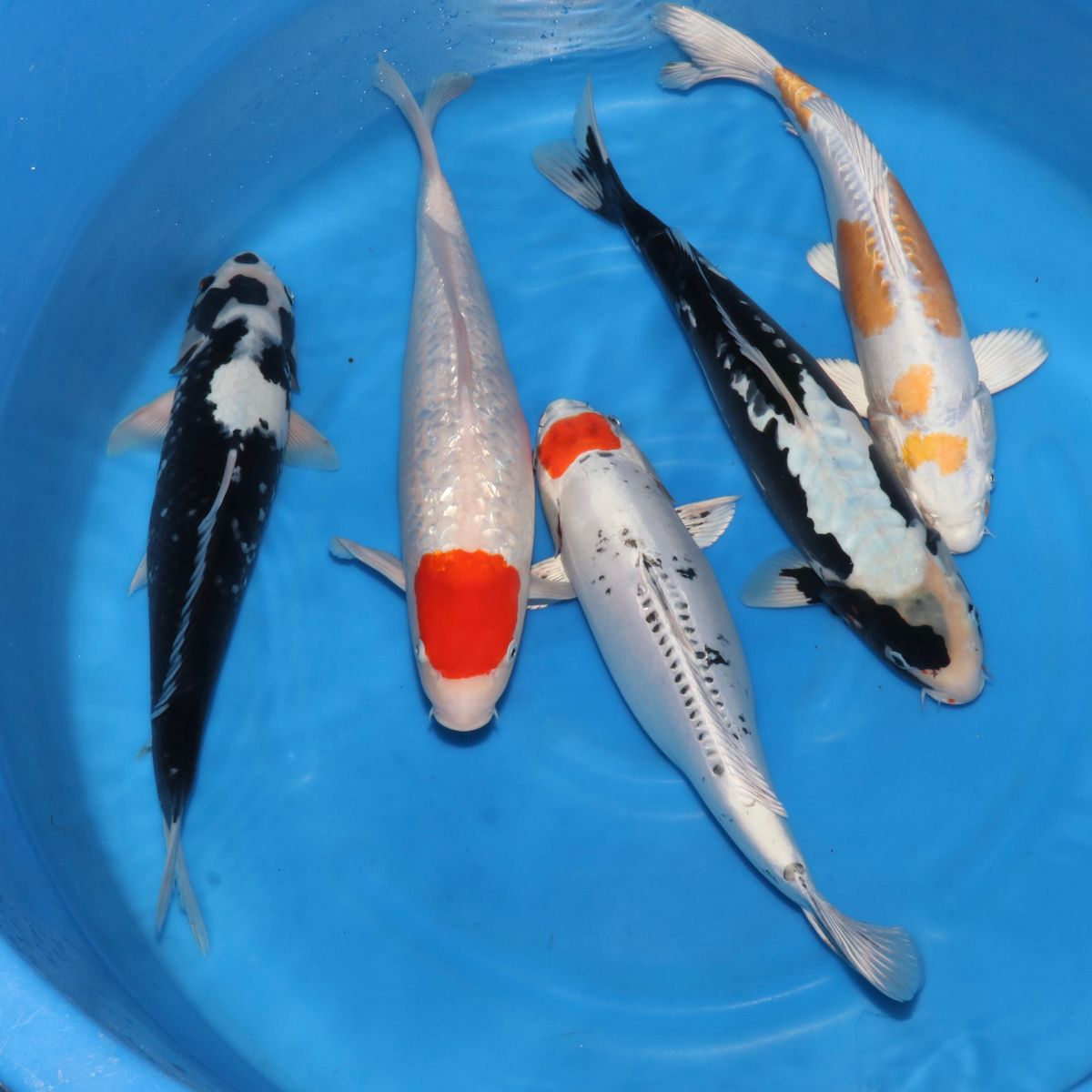 Koi
