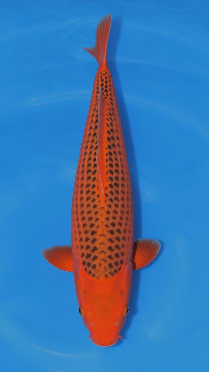 Koi
