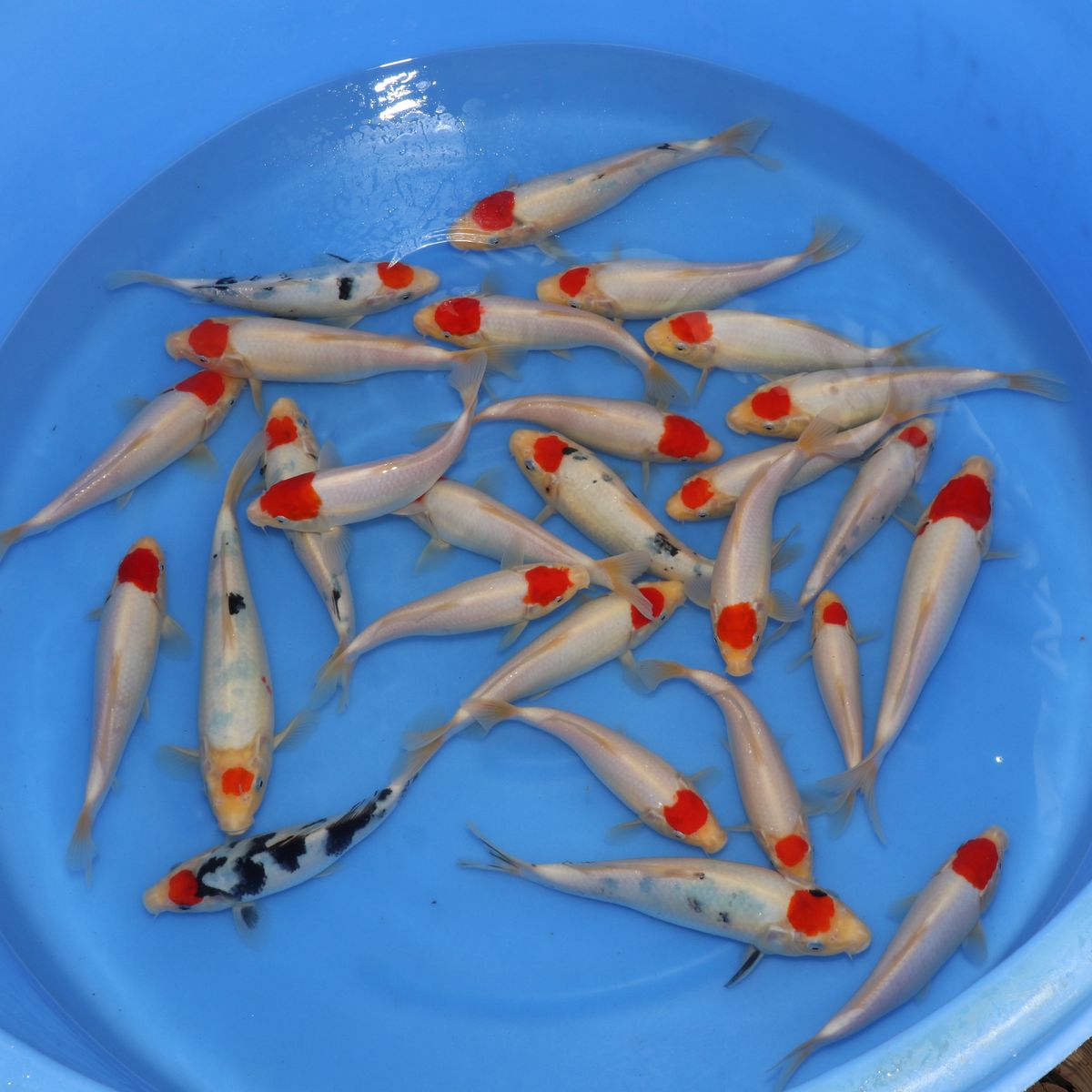 Koi