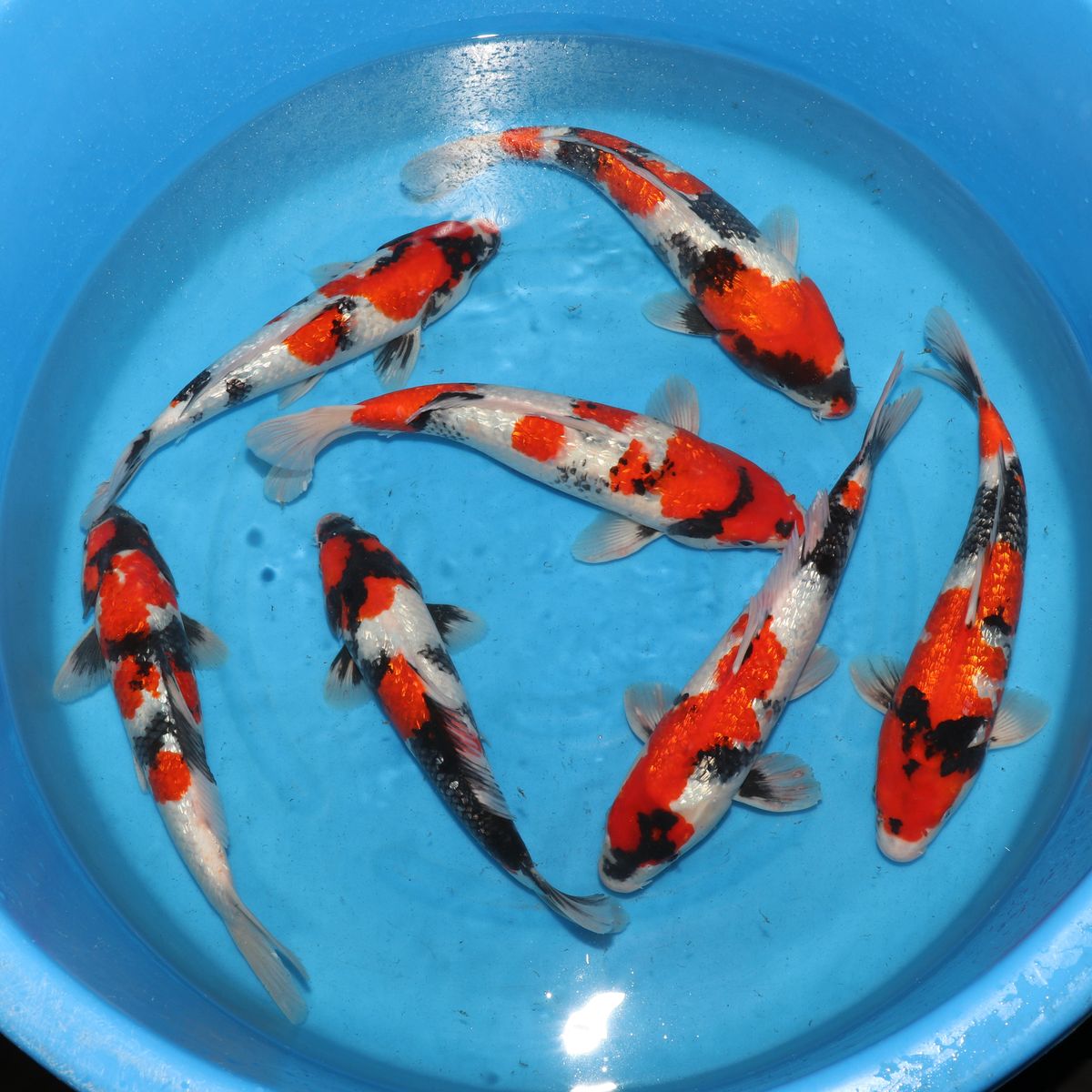 Koi