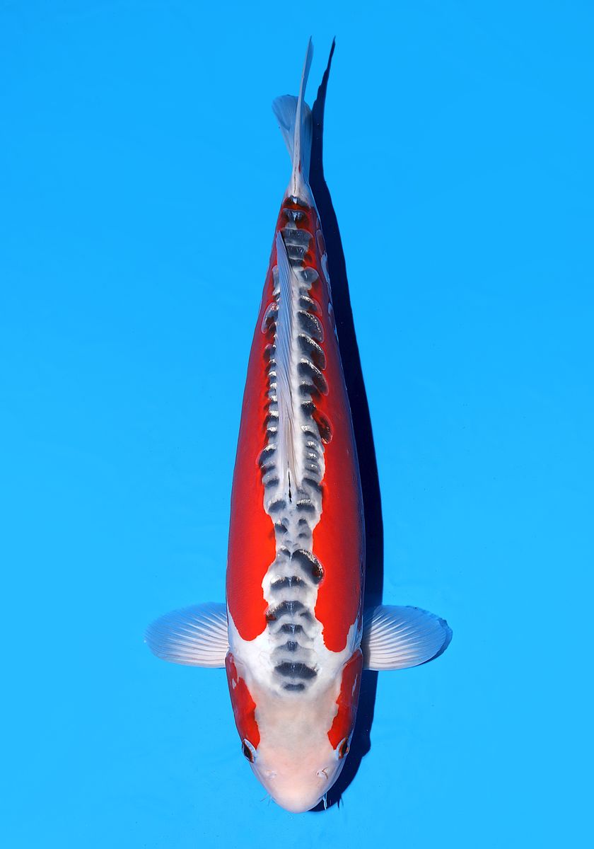 Koi