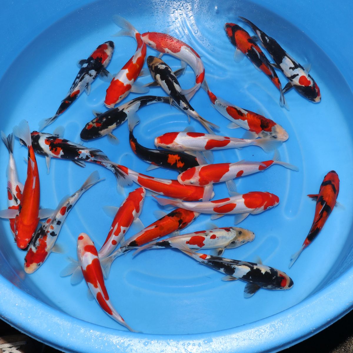 Koi