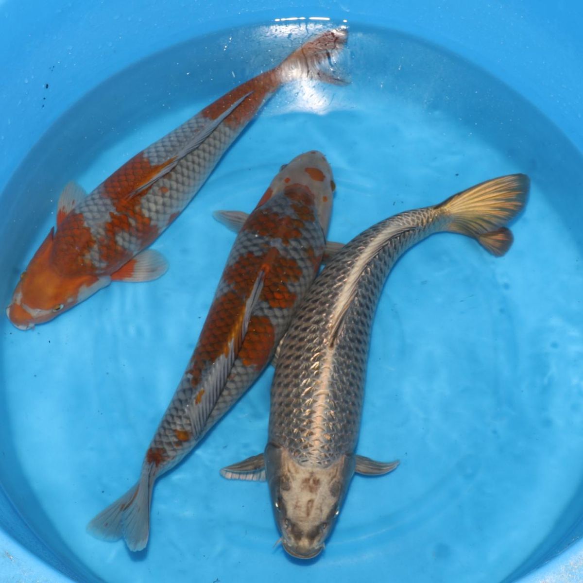 Koi