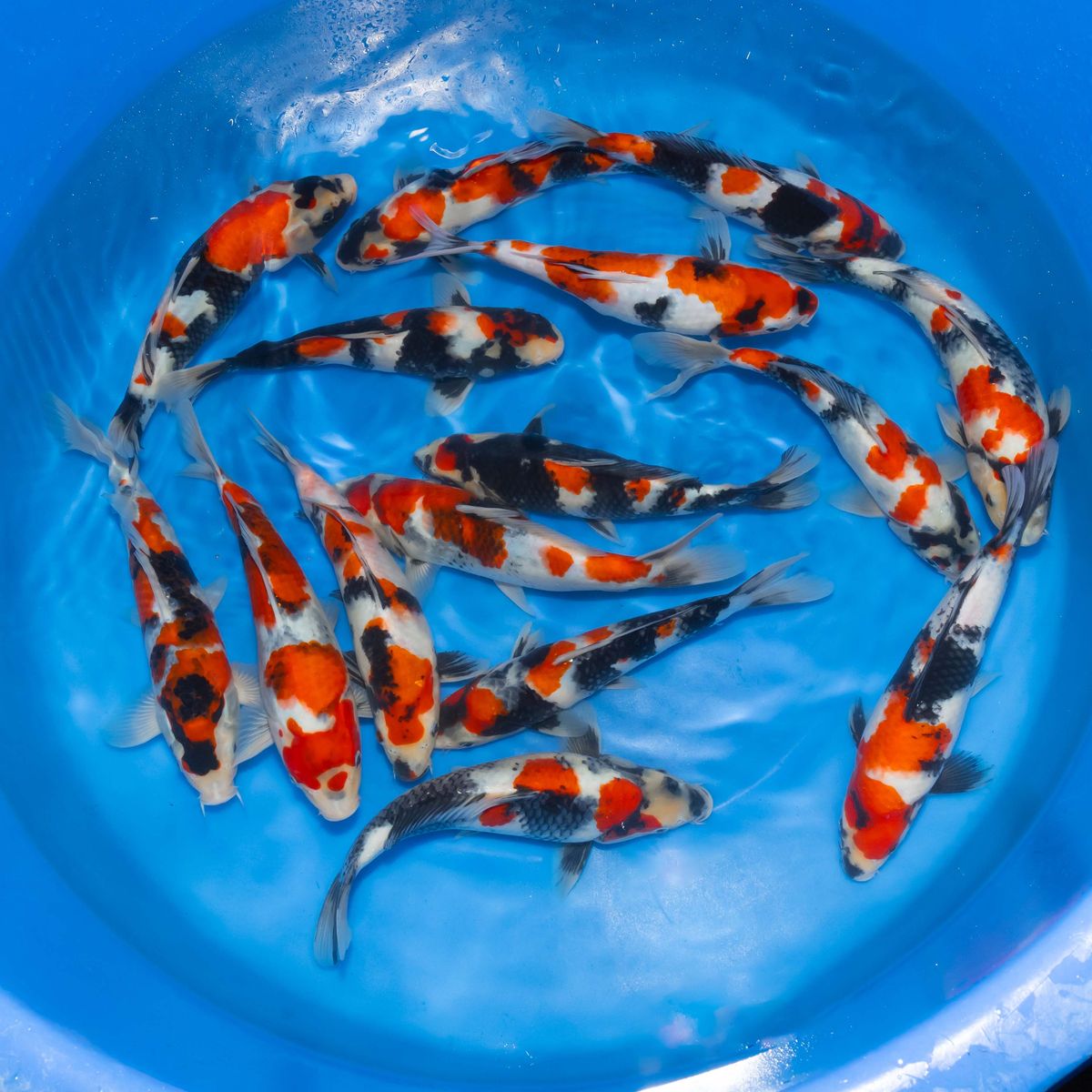 Koi