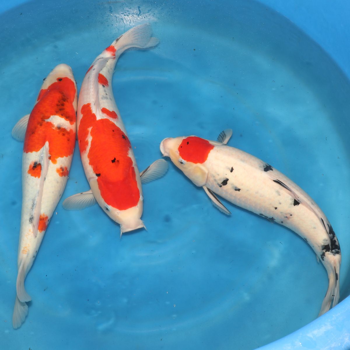 Koi