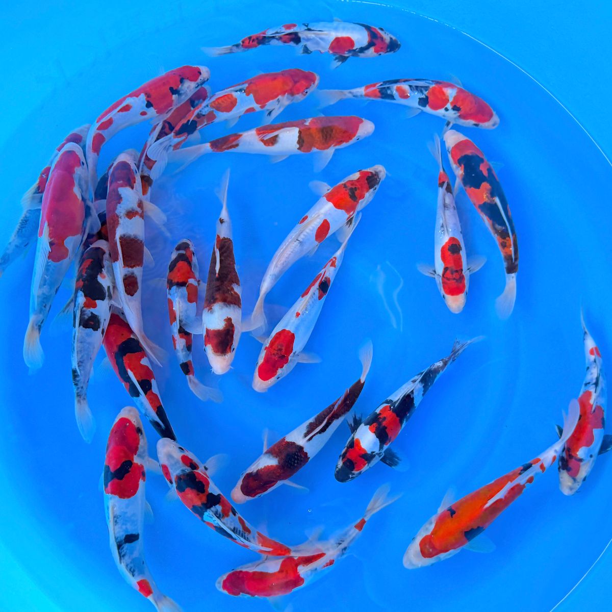 Koi