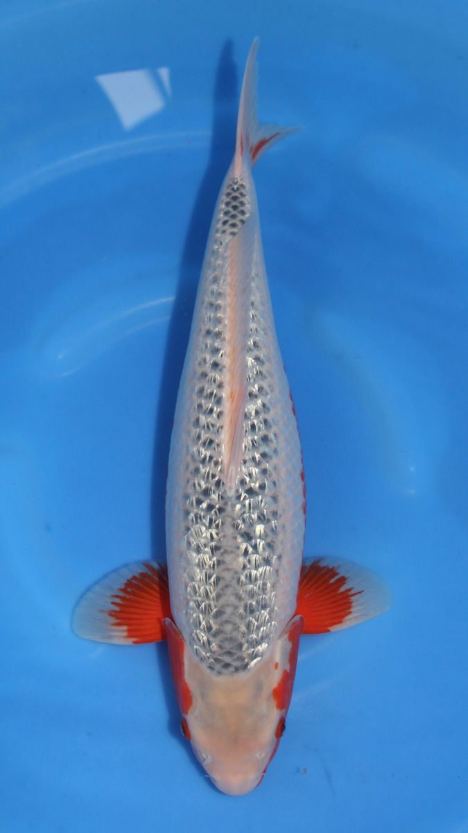 Koi
