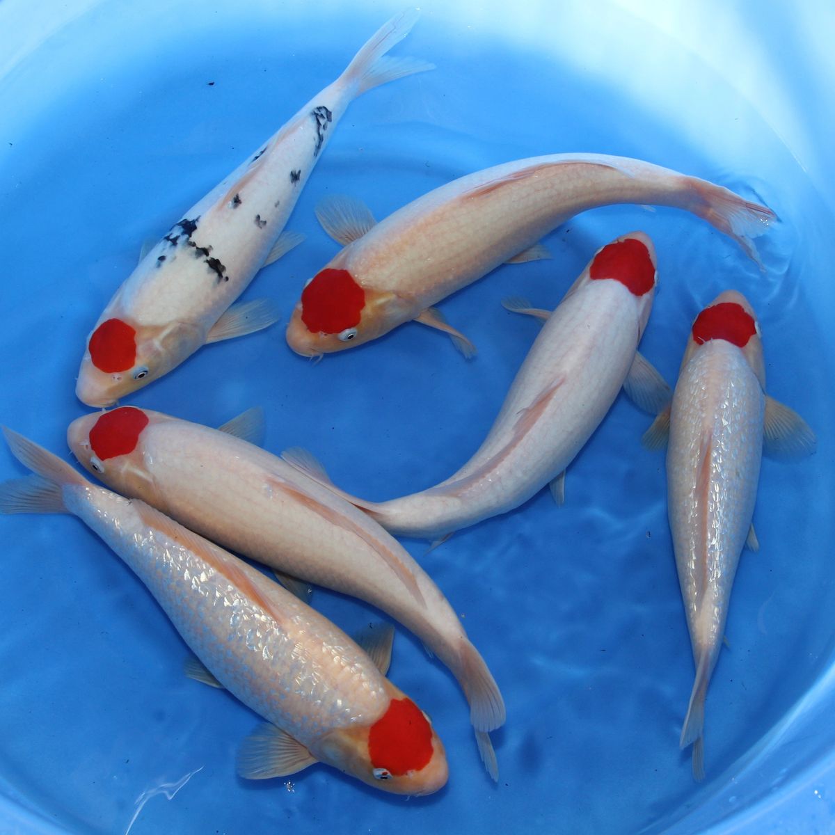 Koi
