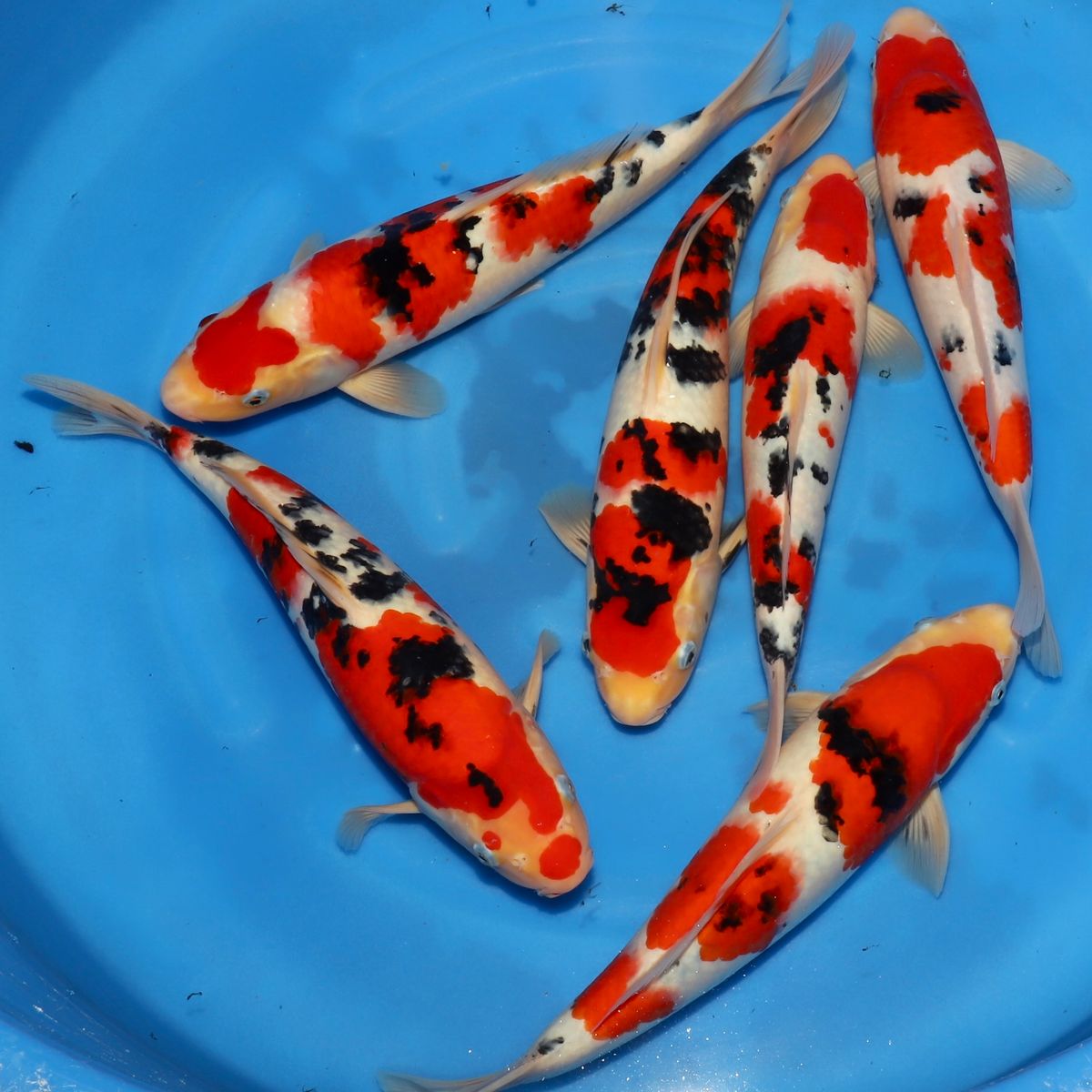 Koi