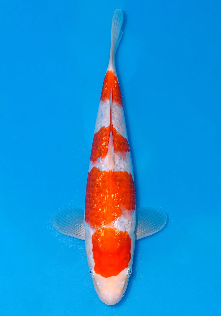 Koi