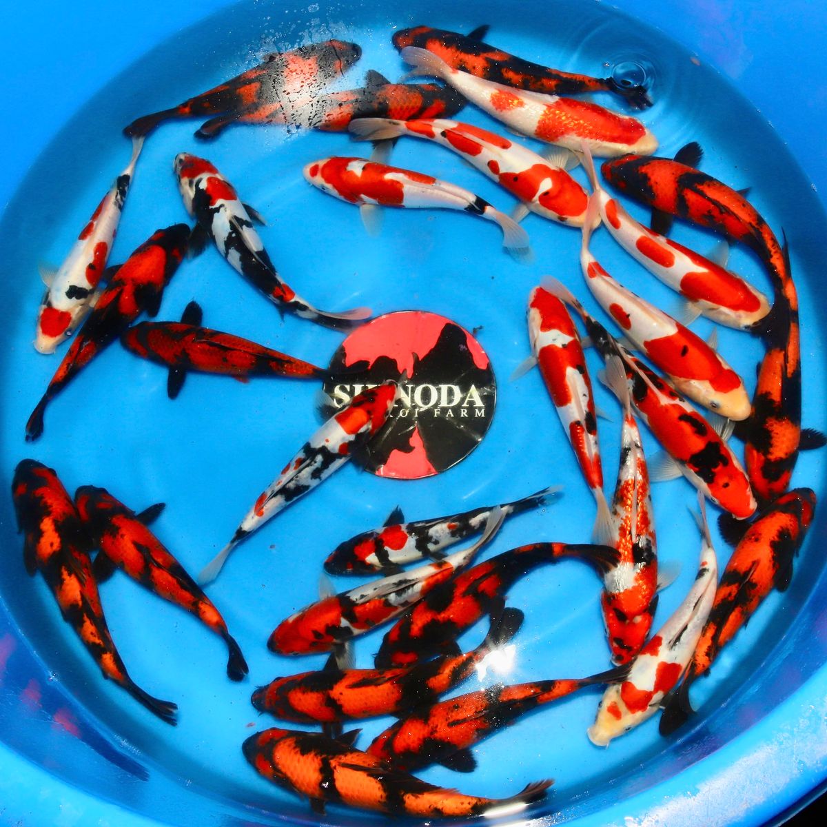 Koi