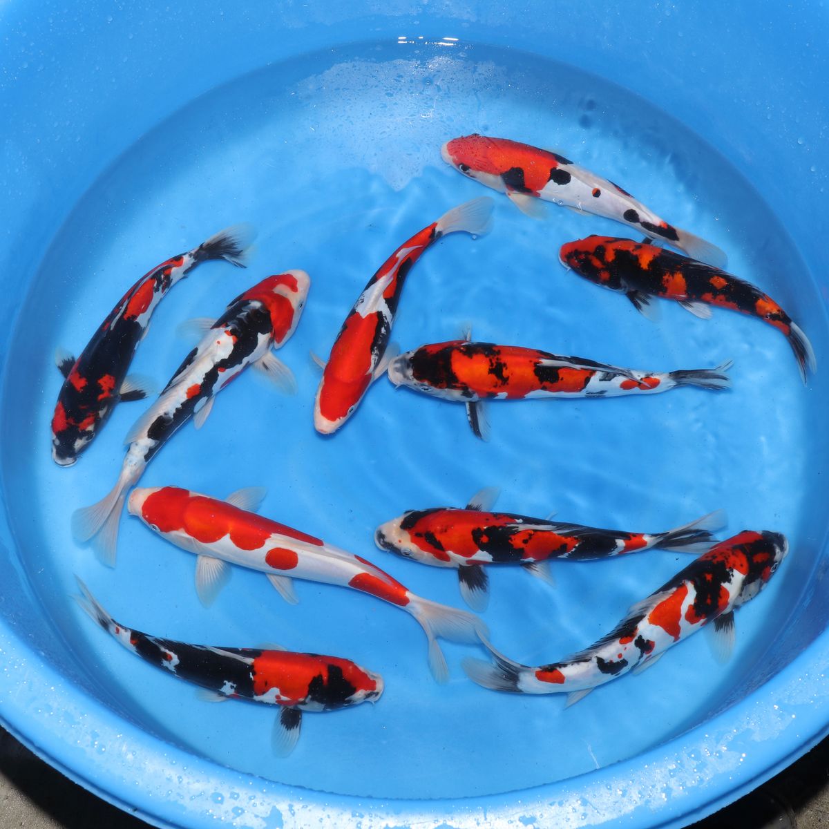 Koi