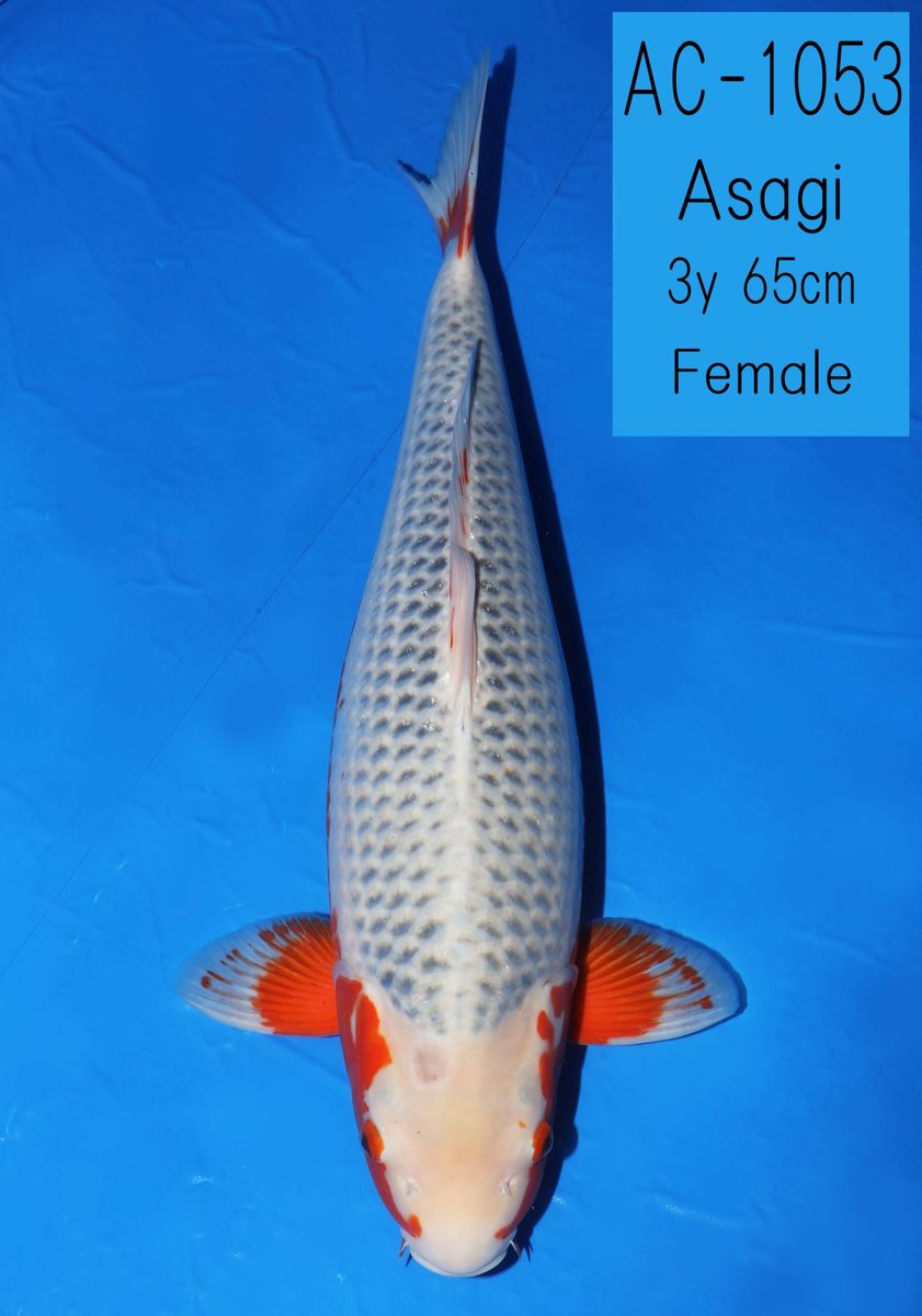 Koi