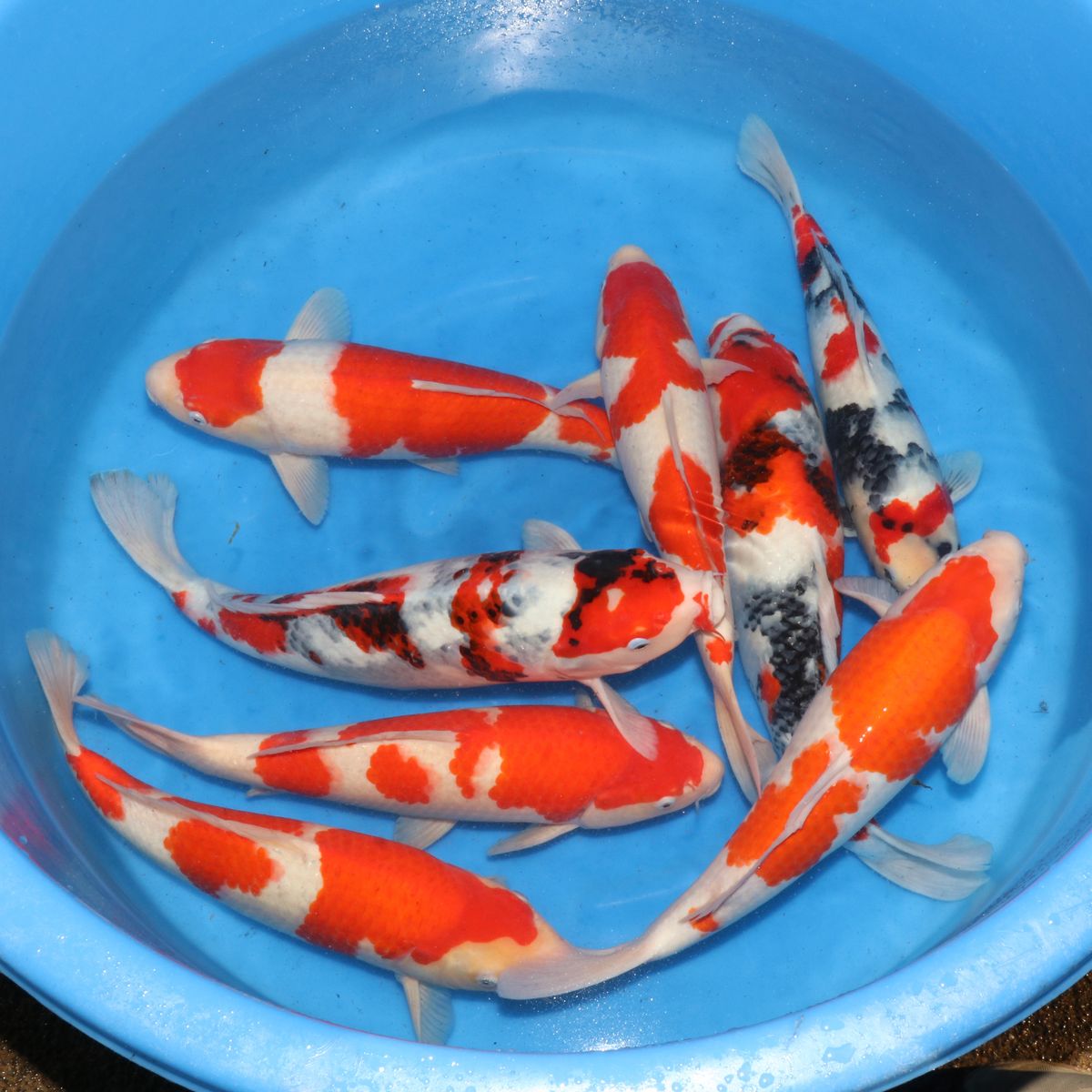 Koi