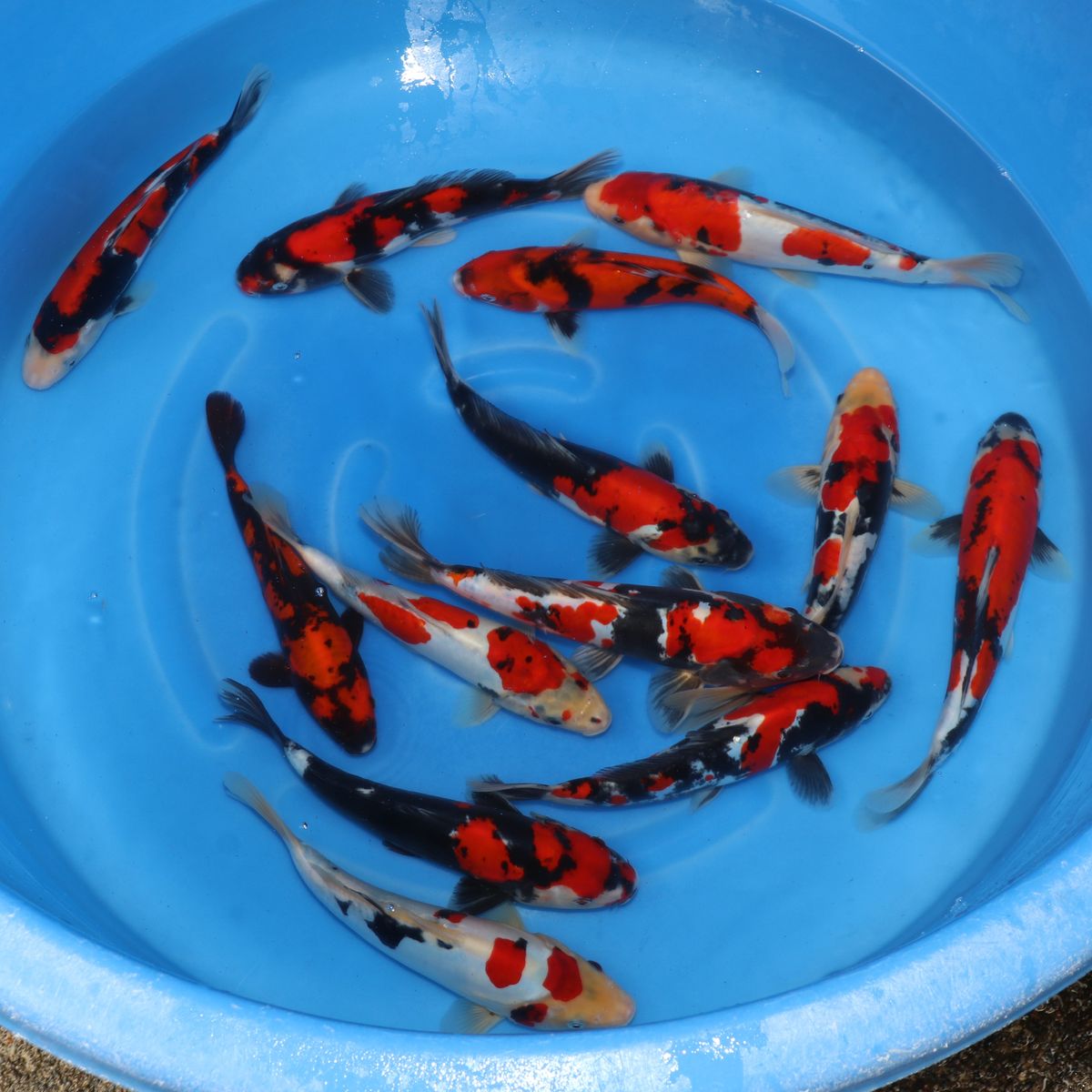 Koi
