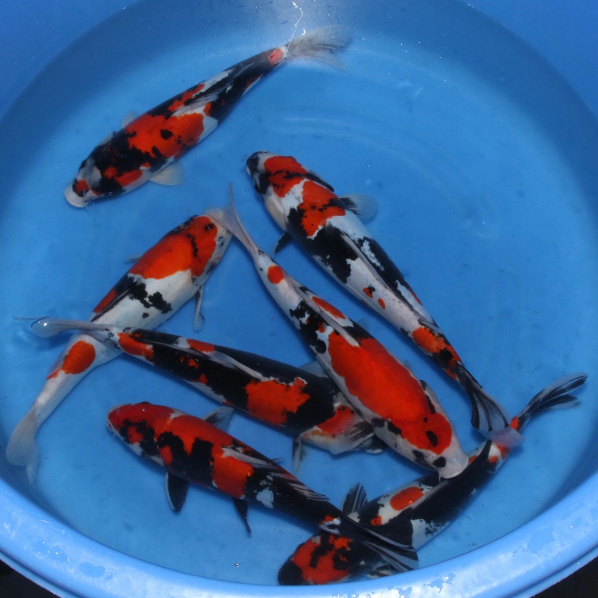 Koi