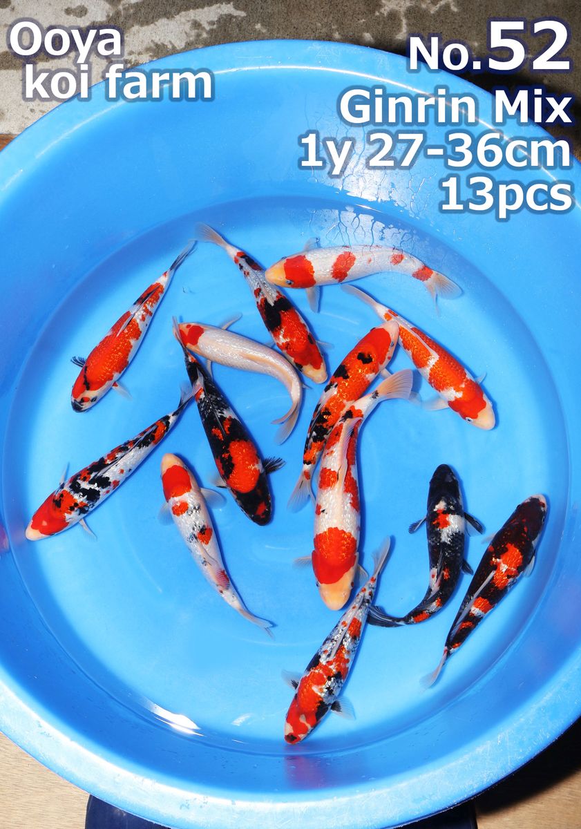 Koi