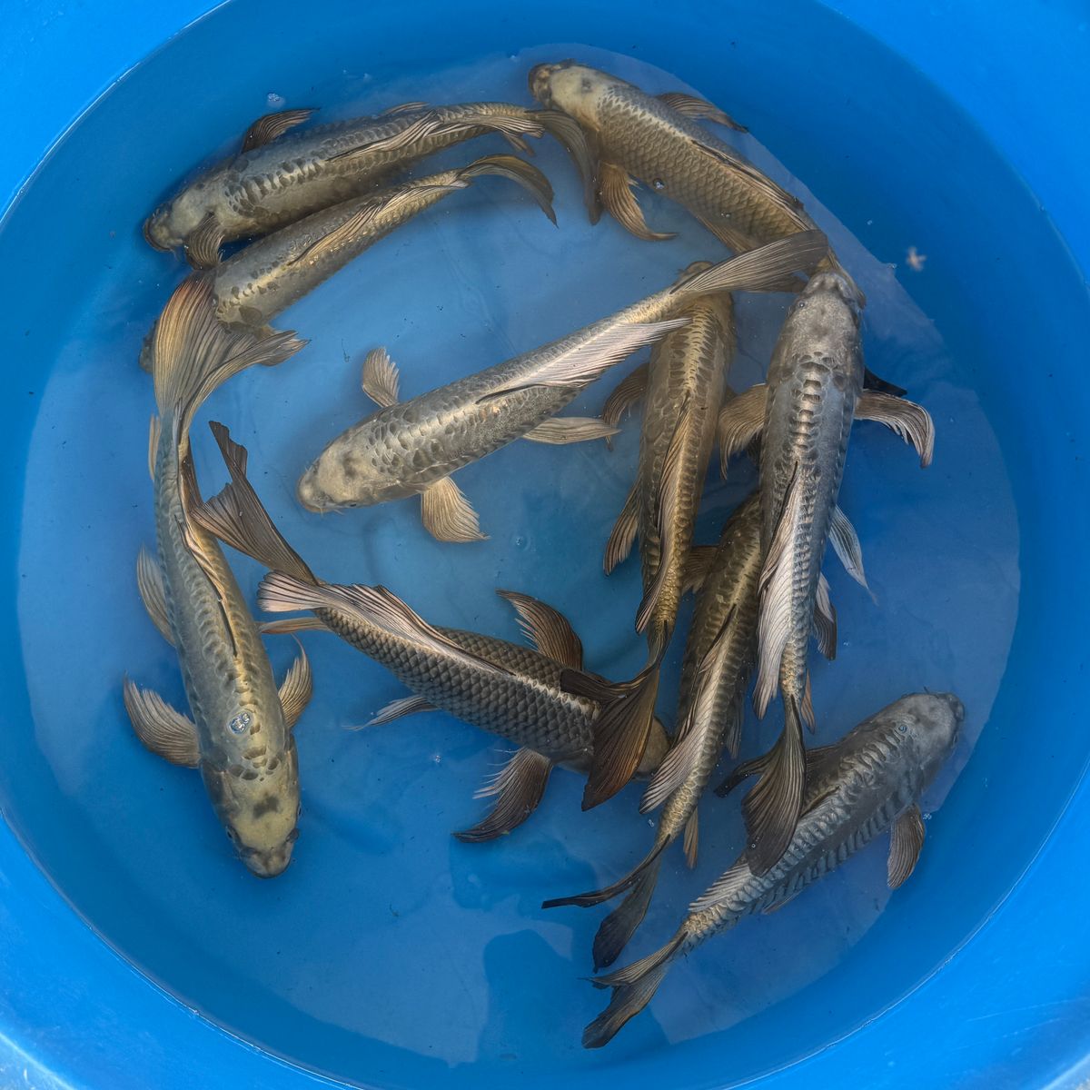 Koi