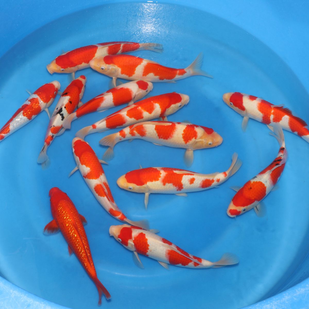 Koi